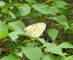 Aporia delavayi