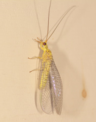 Calochrysa extranea