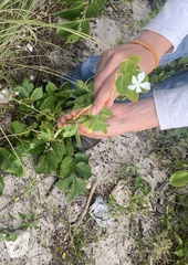Catharanthus roseus image