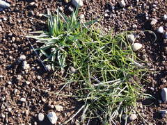 Microseris laciniata