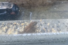 Thryothorus ludovicianus