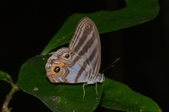 Chloreuptychia herseis