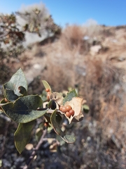 Sphaeroteras pulchripennis