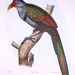 Red-billed Ground-Cuckoo - Photo Francis de Laporte de Castelnau, no known copyright restrictions (public domain)