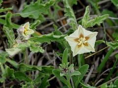 Chamaesaracha sordida