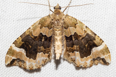 Hydriomena purpurifera