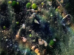 Tryonia clathrata