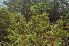 Chlorornis riefferii