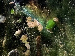 Tryonia clathrata