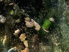 Tryonia clathrata