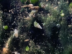 Tryonia clathrata