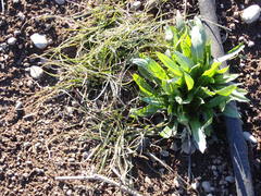 Microseris laciniata