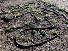 Microseris laciniata