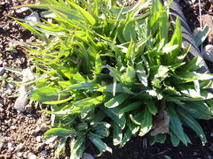 Microseris laciniata