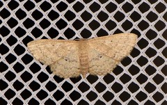 Scopula hypochra