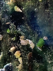 Tryonia clathrata