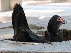 Cairina moschata domestica