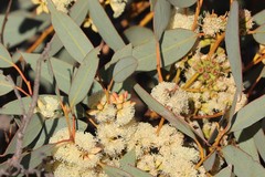Eucalyptus yalatensis