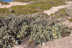 Eucalyptus yalatensis