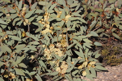 Eucalyptus yalatensis