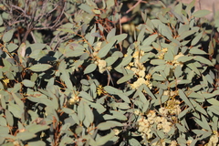 Eucalyptus yalatensis