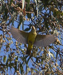 Leiothlypis ruficapilla