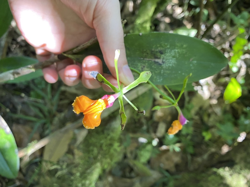 Epidendrum pseudepidendrum
