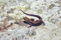 Plethodon petraeus