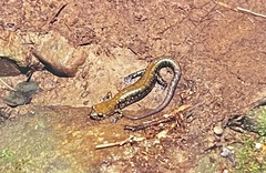 Plethodon petraeus
