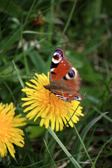 Aglais io