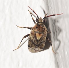 Eurystylus bellevoyei