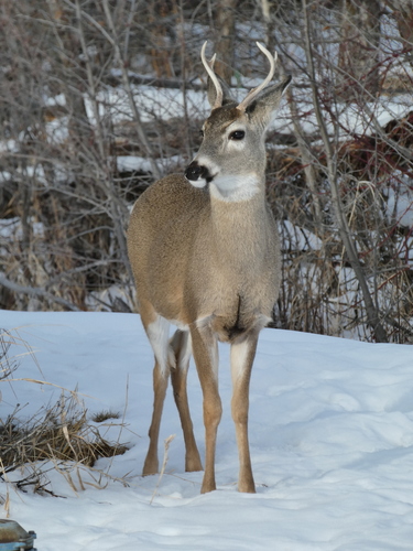 White-tailed Deer photographed in Montana