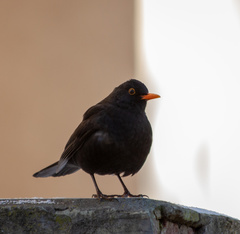 Turdus merula