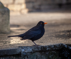 Turdus merula