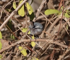 Polioptila albiloris