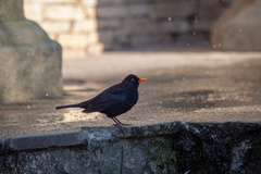 Turdus merula