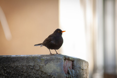 Turdus merula