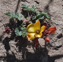 Hoffmannseggia minor