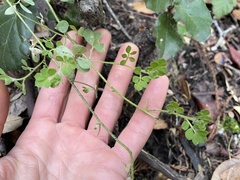 Acmispon heermannii orbicularis