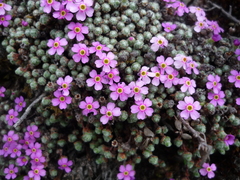 Androsace delavayi