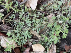 Acmispon heermannii orbicularis