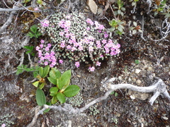 Androsace delavayi