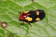 Sphenorhina limbata