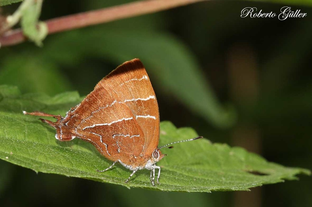 Micandra sylvana