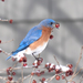 Eastern Bluebird - Photo (c) Susan Elliott, some rights reserved (CC BY-NC), uploaded by Susan Elliott