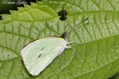 Leptophobia diaguita