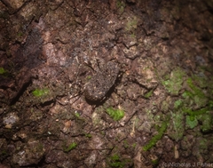 Erichsonocis
