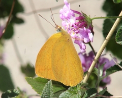 Phoebis agarithe fisheri