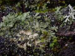 Physconia americana