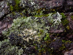 Physconia americana